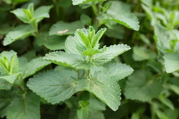 Nepeta Grandiflora Blue Danube Tanaman Luar Ruangan 2020 — Stok Foto