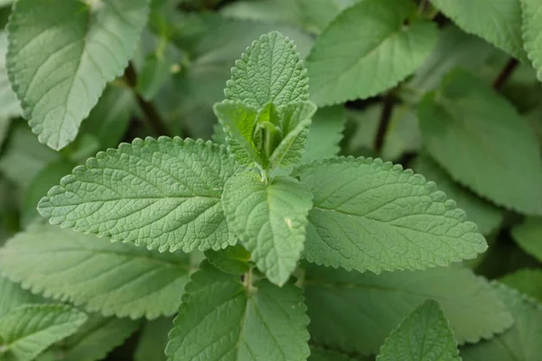 Melissa Officinalis Balm Mint Tanaman Luar Ruangan 2020 — Stok Foto