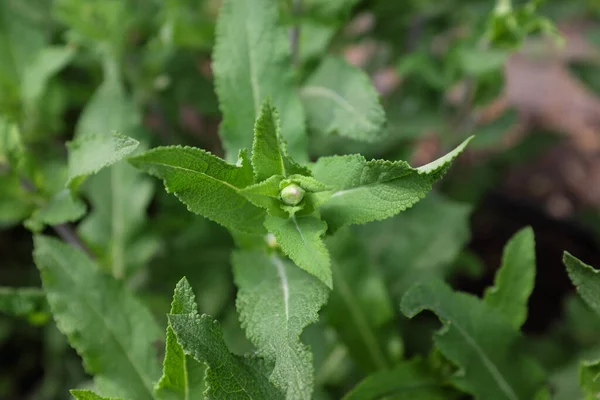 Salvia Nemorosa Amatista Plantas Aire Libre 2020 — Foto de Stock