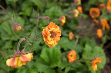 Geum hybr. (Alabama Slammer), 2020 açık hava bitkileri