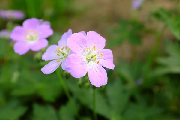 Geranium Maculatum Vicky Lynn Szabadtéri Növények 2020 — Stock Fotó