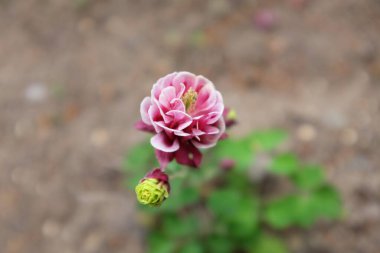 Aquilegia hybr. (Winky Red and White), 2020 açık hava bitkileri