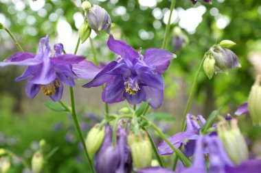 Aquilegia hybr. (Double Blue-White), 2020 açık hava bitkileri
