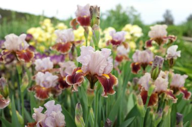 Iris barbata medyası (İnsanın En İyi Arkadaşı), 2020 açık hava bitkileri