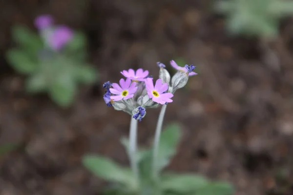 Primula Capitata Salvana Plantas Livre 2020 — Fotografia de Stock