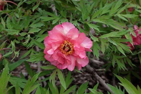 Paeonia Pion Die Pfingstrosen Friluftsväxter 2020 — Stockfoto