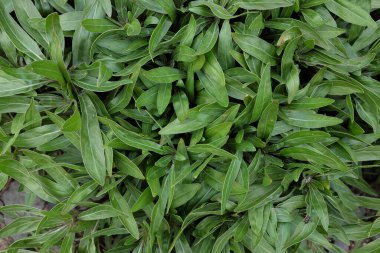 Oenothera makrocarpa (Onagraceae), açık hava bitkileri 2020