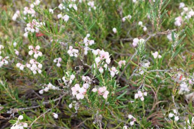 Andromeda polifolisi (Iwasugo), açık hava bitkileri 2020