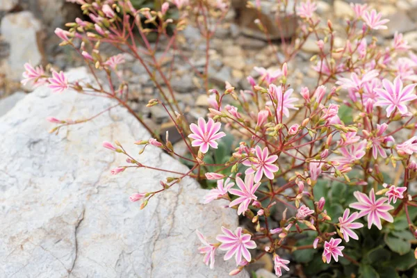 Lewisia Cotyledon Montiaceae Plantas Livre 2020 — Fotografia de Stock