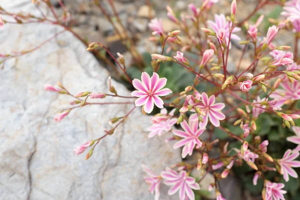 Lewisia Cotyledon Montiaceae Plantas Livre 2020 — Fotografia de Stock