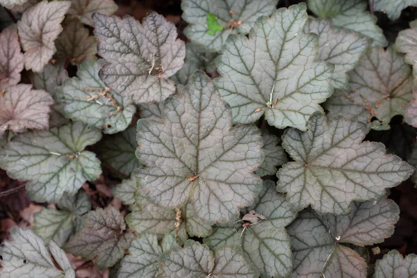 Heucherella Hybr Twilight Outdoor Plants 2020 — Stock Photo, Image