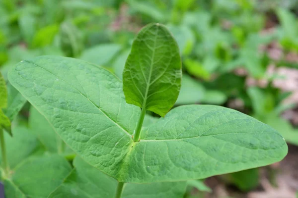 Hypericum Bupleuroides Clusiaceae Plantas Aire Libre 2020 — Foto de Stock