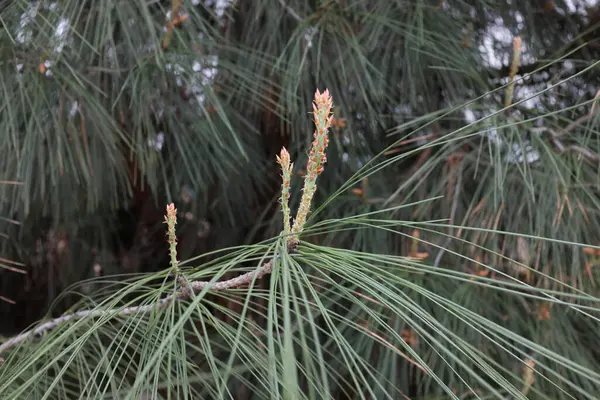 Pinus Sabiniana Plantas Livre 2020 — Fotografia de Stock