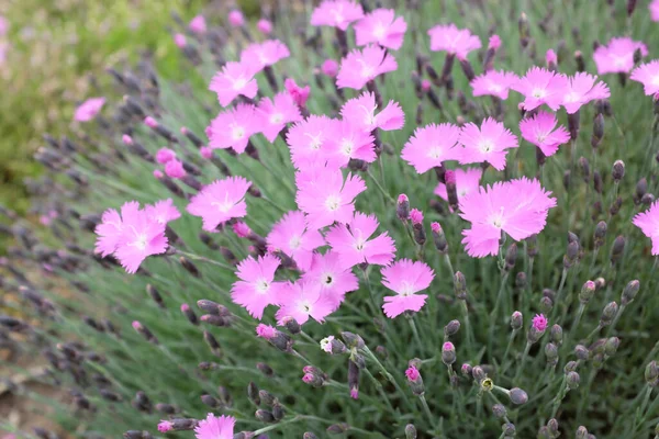 Гібрид Діантуса Caryophyllaceae Рослини Відкритому Повітрі 2020 — стокове фото