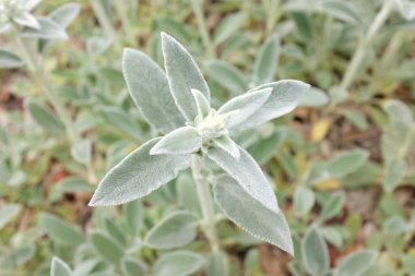 Stachys byzantina (Lamiaceae), açık hava bitkileri 2020