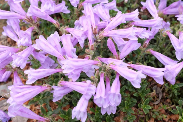 Penstemon Davidsonii Plantaginaceae Szabadtéri Növények 2020 — Stock Fotó