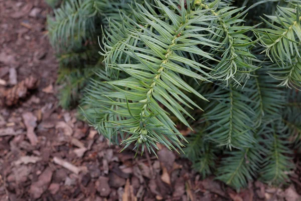 カニンガミアLanceolata グラウカ 屋外植物2020 — ストック写真