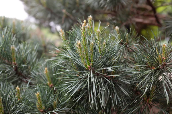 Pinus Sylvestris Watereri Freilandpflanzen 2020 — Stockfoto
