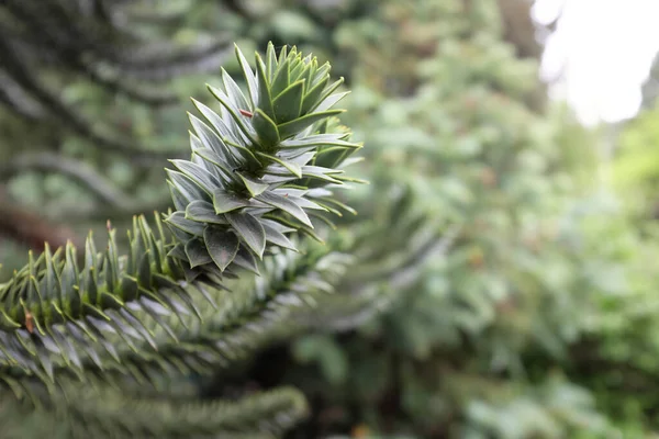阿劳卡纳 2020年室外植物 — 图库照片