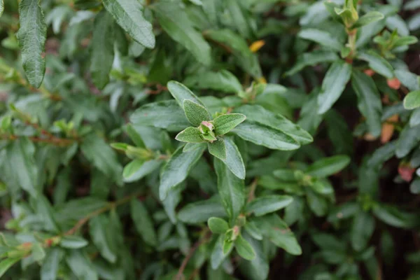 Cistus Ladanifer Kistaceae Açık Hava Bitkileri 2020 — Stok fotoğraf