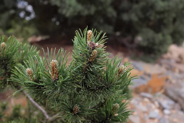 Pinus Mugo Turra Freilandpflanzen 2020 — Stockfoto