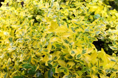 Euonymus fortune (Emerald Gold), açık hava bitkileri 2020