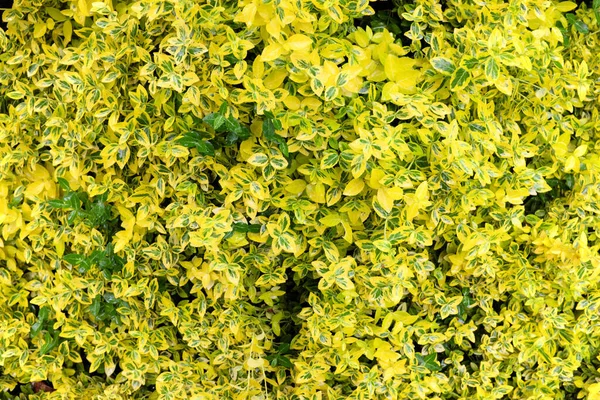 Euonymus Fortunei Emerald Gold Outdoor Plants 2020 — Stock Photo, Image