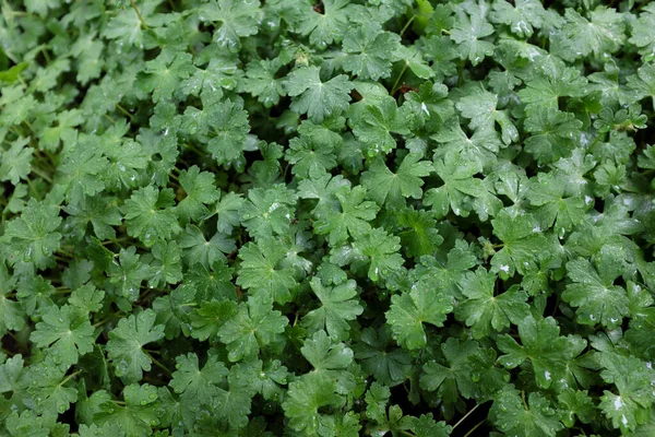 Geranium Cantabrigiense Geraniaceae Outdoor Plants 2020 — Stock Photo, Image