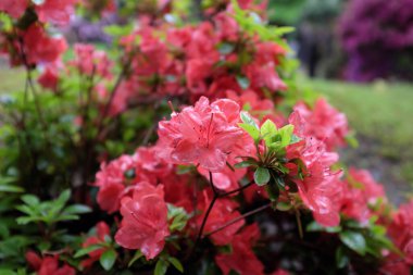 Rhododendron obtusum (Ericaceae), açık hava bitkileri 2020