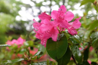 Rhododendron williamsianum (Ağustos Lamken), açıkhava bitkileri 2020