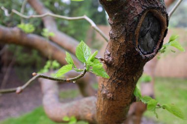 Morus latifolia, açık hava bitkileri 2020