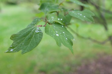 Lindera obtusiloba (Lauraceae), açık hava bitkileri 2020