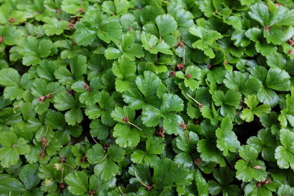 Waldsteinia Ternata Rosaceae Açık Hava Bitkileri 2020 — Stok fotoğraf