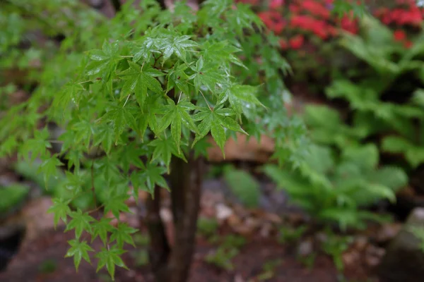 Acer Palmatum Växter För Utomhusbruk 2020 — Stockfoto