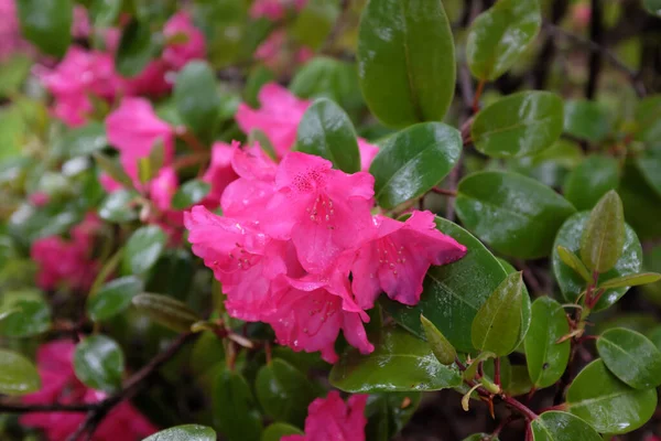 Rhododendron Williamsianum Серпень Lamken Рослини Відкритому Повітрі 2020 — стокове фото