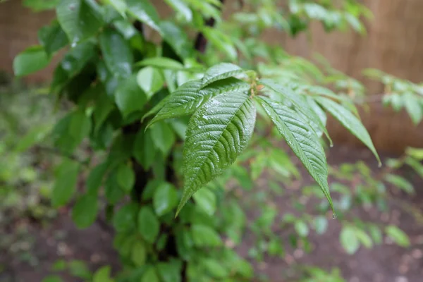 Maddenia Hypoleuca Rosaceae Plantes Plein Air 2020 — Photo