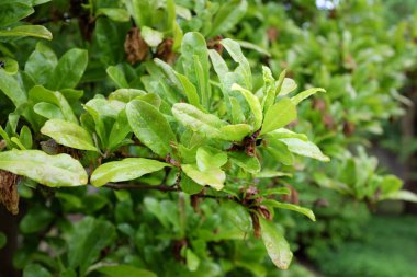 Magnolia stellata (Harvard Centennial), 2020 açık hava bitkileri