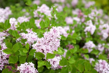 Şırınga meyeri (Palibin), açık hava bitkileri 2020