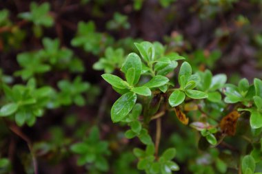 Rhododendron impeditum (Blue Tit), outdoor plants 2020