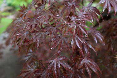 Acer palmatum (Tamahime), açık hava bitkileri 2020