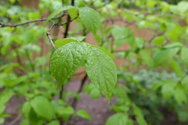 Sinocalycanthus Chinensis Calycanthacée Plantes Plein Air 2020 — Photo