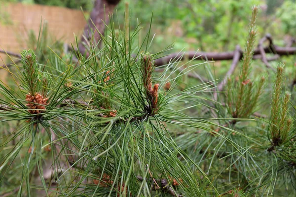 Pinus Tabuliformis Szabadtéri Növények 2020 — Stock Fotó