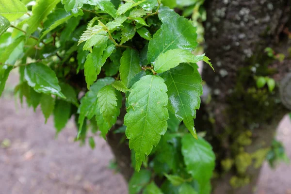 Zelkova Serrata Gobelin Plantes Plein Air 2020 — Photo