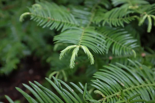 Cephalotaxus Harringtoniana Cephalotaxace Open Plants 2020 — стокове фото