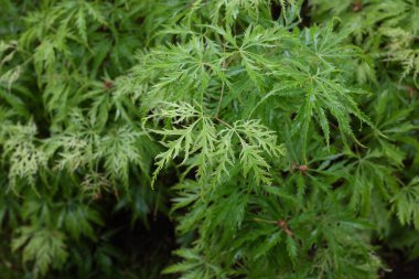 Acer palmatum (Filigree), açık hava bitkileri 2020