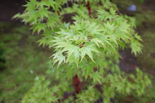 Acer Palmatum Corallinum 2020 — 스톡 사진