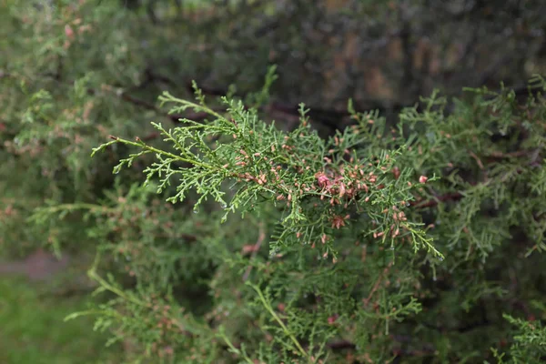 Juniperus Chinensis Neaboriensis Buitenplanten 2020 — Stockfoto