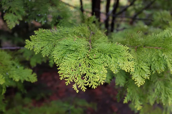 Chamaecyparis Obtusa Goldilocks Outdoor Plants 2020 — Stock Photo, Image