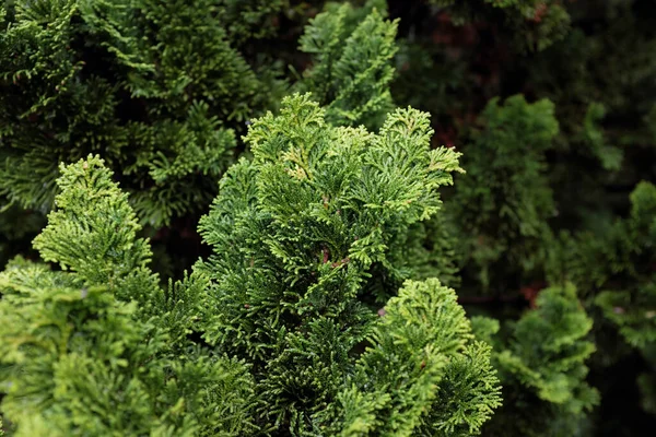 Chamaecyparis Obtusa Nana Gracilis Plantas Aire Libre 2020 —  Fotos de Stock