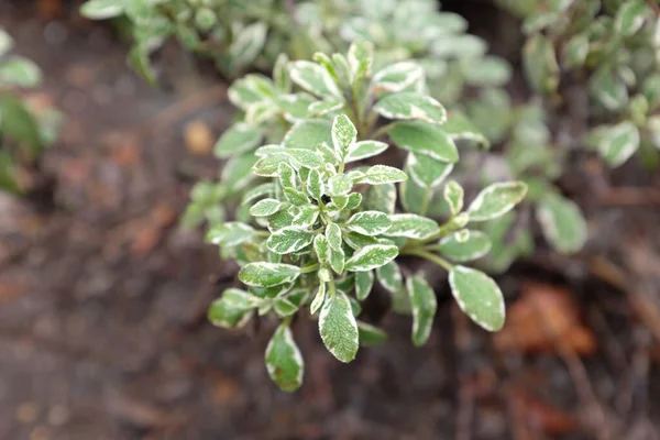 Salvia Officinalis Tricolor Buitenplanten 2020 — Stockfoto